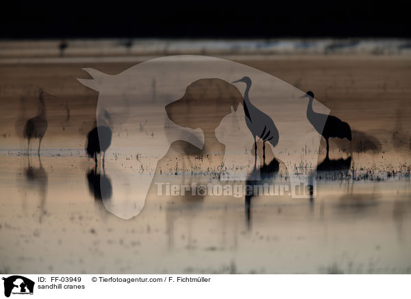 Kanadakraniche / sandhill cranes / FF-03949