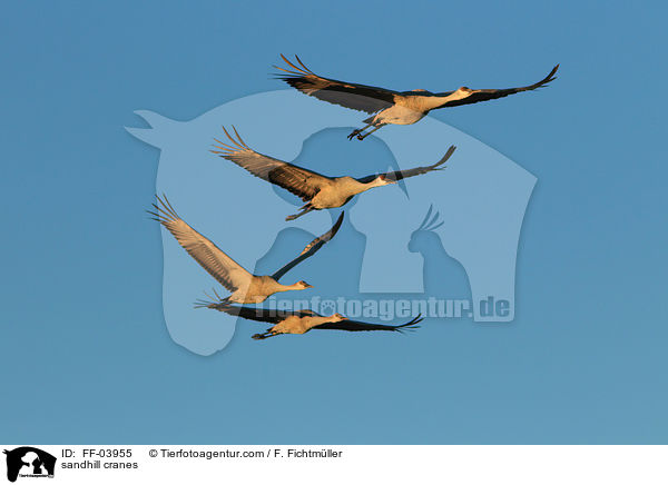 sandhill cranes / FF-03955