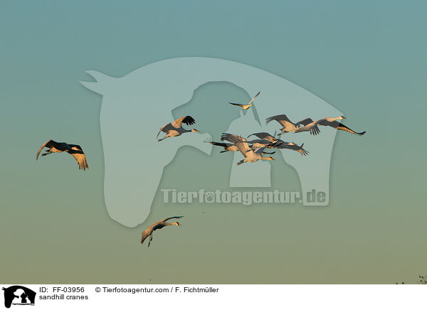 sandhill cranes / FF-03956