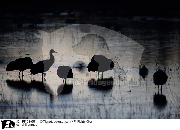 sandhill cranes / FF-03957