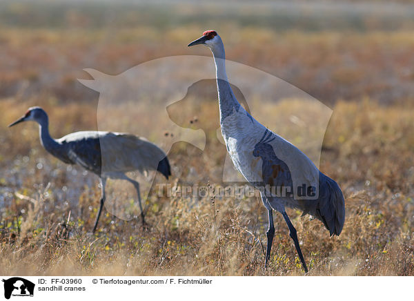 sandhill cranes / FF-03960