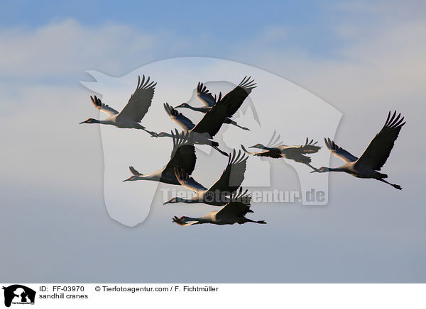 sandhill cranes / FF-03970