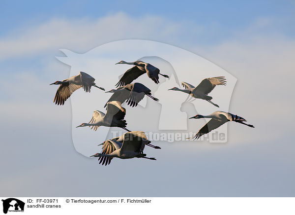 sandhill cranes / FF-03971