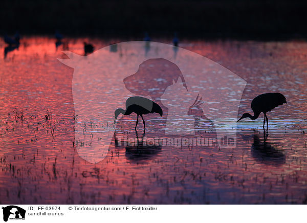 sandhill cranes / FF-03974