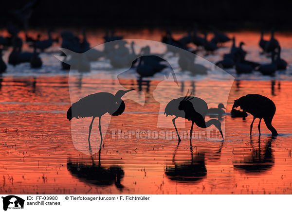 sandhill cranes / FF-03980