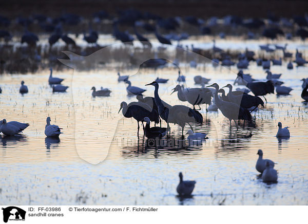sandhill cranes / FF-03986