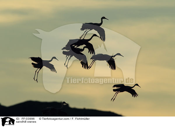 sandhill cranes / FF-03996