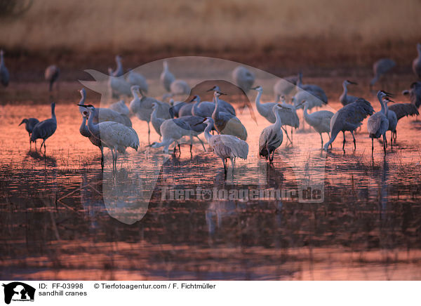 sandhill cranes / FF-03998