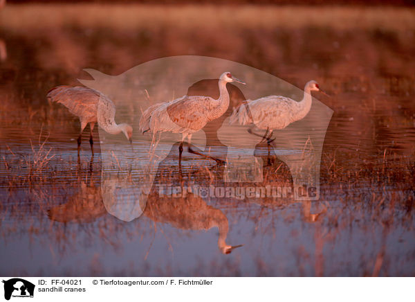 Kanadakraniche / sandhill cranes / FF-04021