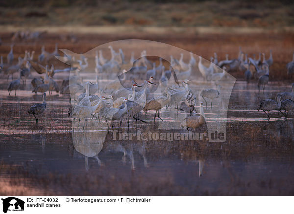 sandhill cranes / FF-04032