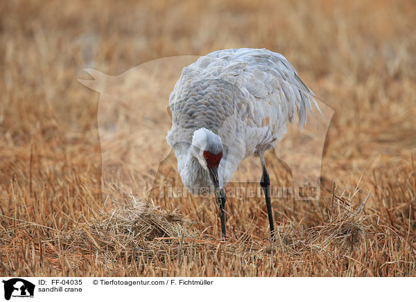 sandhill crane / FF-04035