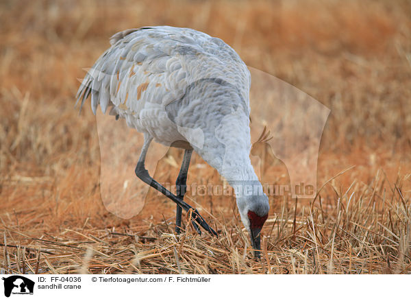 sandhill crane / FF-04036