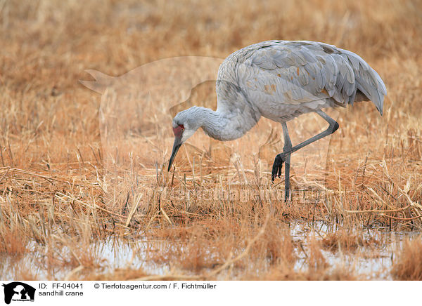 sandhill crane / FF-04041