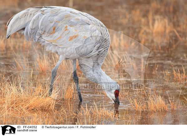 sandhill crane / FF-04052