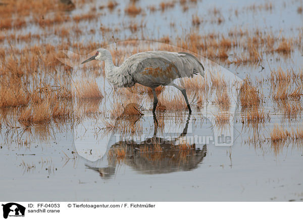 sandhill crane / FF-04053