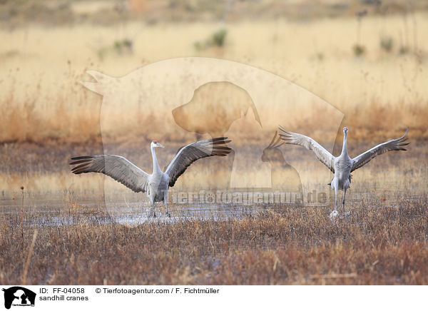 sandhill cranes / FF-04058