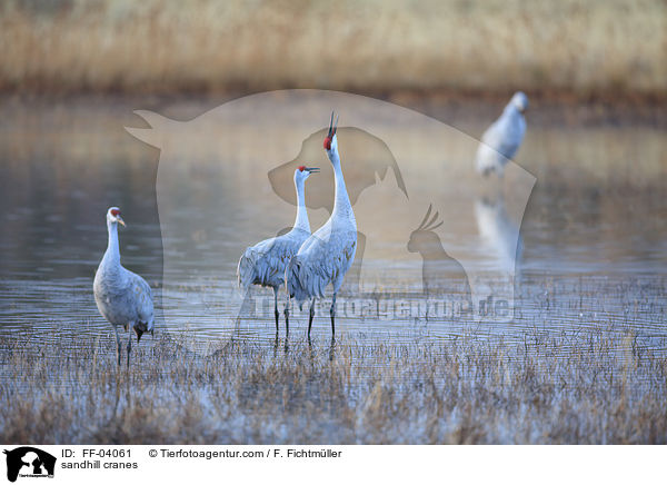 sandhill cranes / FF-04061