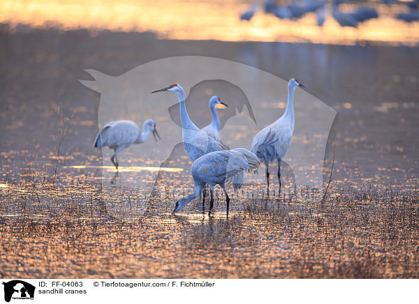 sandhill cranes / FF-04063