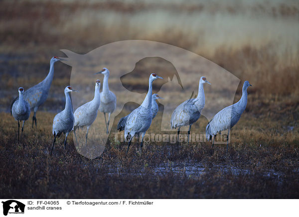 sandhill cranes / FF-04065