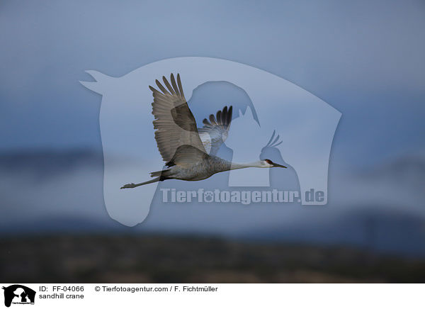 Kanadakranich / sandhill crane / FF-04066