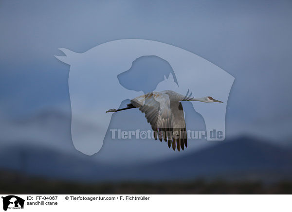 sandhill crane / FF-04067