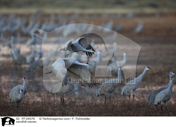 sandhill cranes / FF-04076