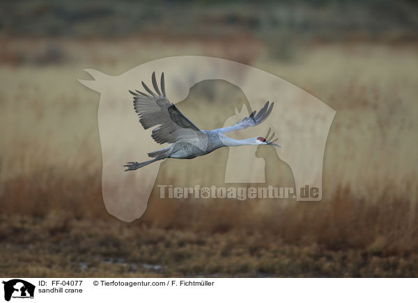 sandhill crane / FF-04077