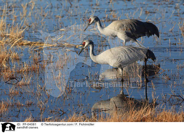 sandhill cranes / FF-04081