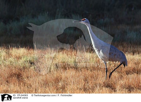 sandhill crane / FF-04083