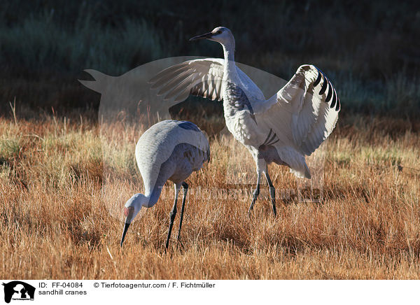 Kanadakraniche / sandhill cranes / FF-04084