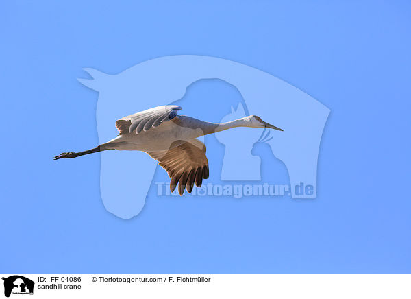 sandhill crane / FF-04086