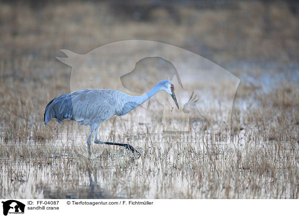 sandhill crane / FF-04087