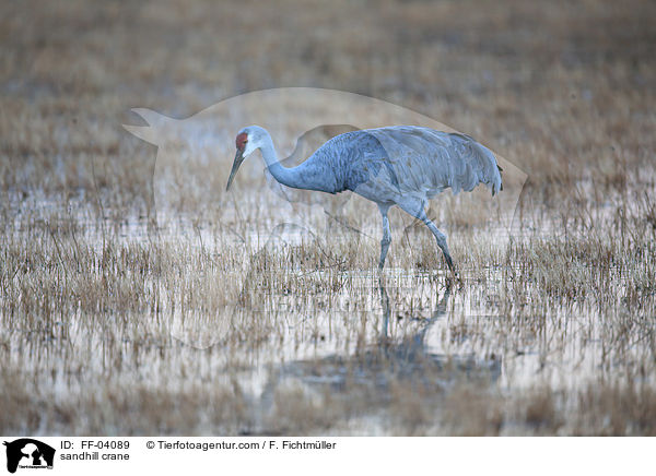 sandhill crane / FF-04089