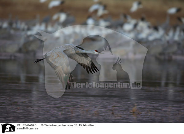 sandhill cranes / FF-04095