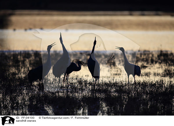 sandhill cranes / FF-04100