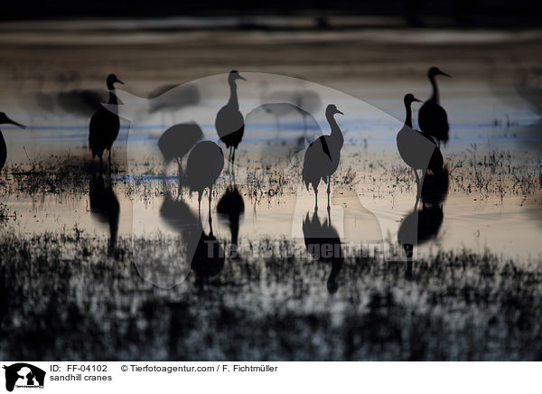 sandhill cranes / FF-04102