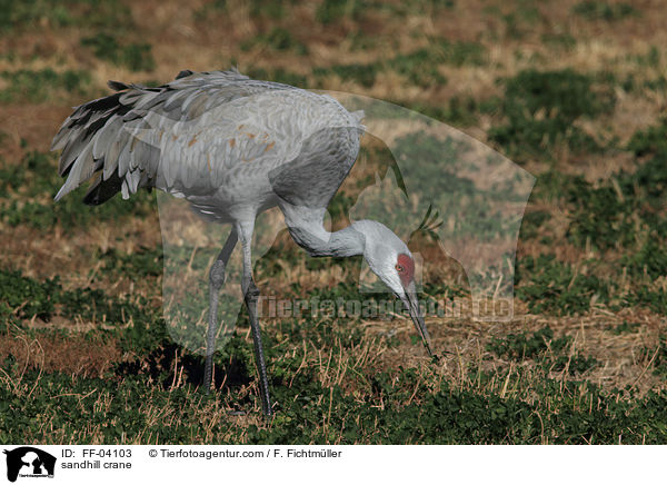 sandhill crane / FF-04103