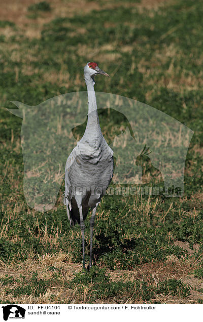 sandhill crane / FF-04104