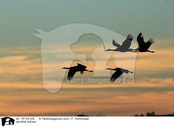 sandhill cranes / FF-04105