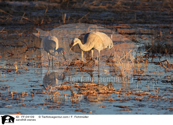 sandhill cranes / FF-04109