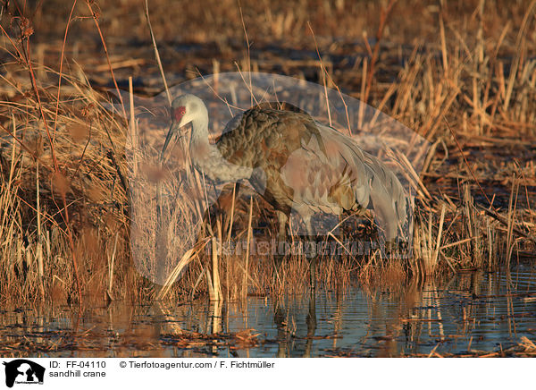 sandhill crane / FF-04110