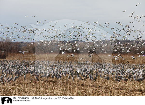 sandhill cranes / FF-07653