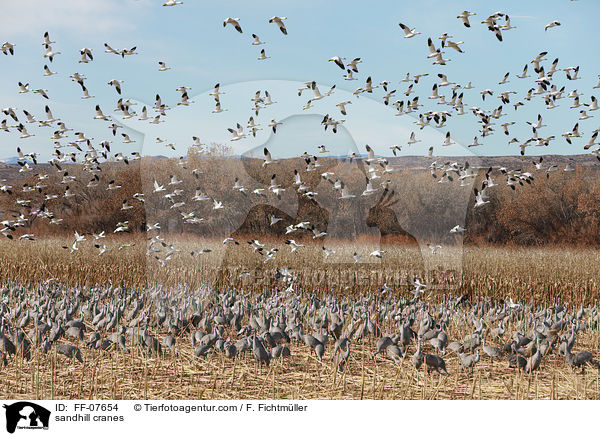 sandhill cranes / FF-07654