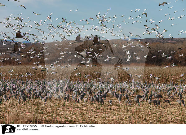 sandhill cranes / FF-07655