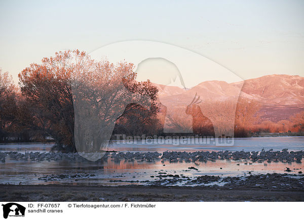 Kanadakraniche / sandhill cranes / FF-07657