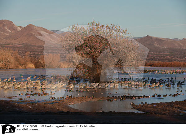 sandhill cranes / FF-07659