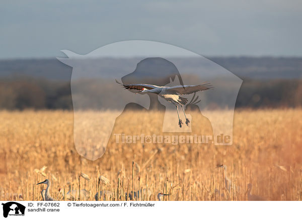 Kanadakranich / sandhill crane / FF-07662