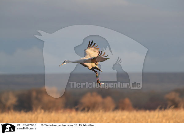 Kanadakranich / sandhill crane / FF-07663