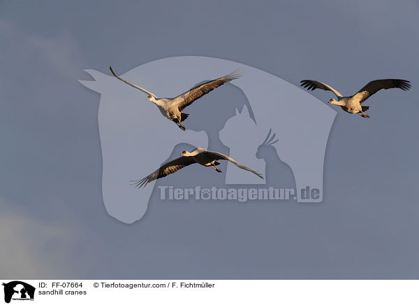 sandhill cranes / FF-07664