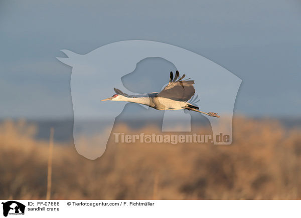 sandhill crane / FF-07666